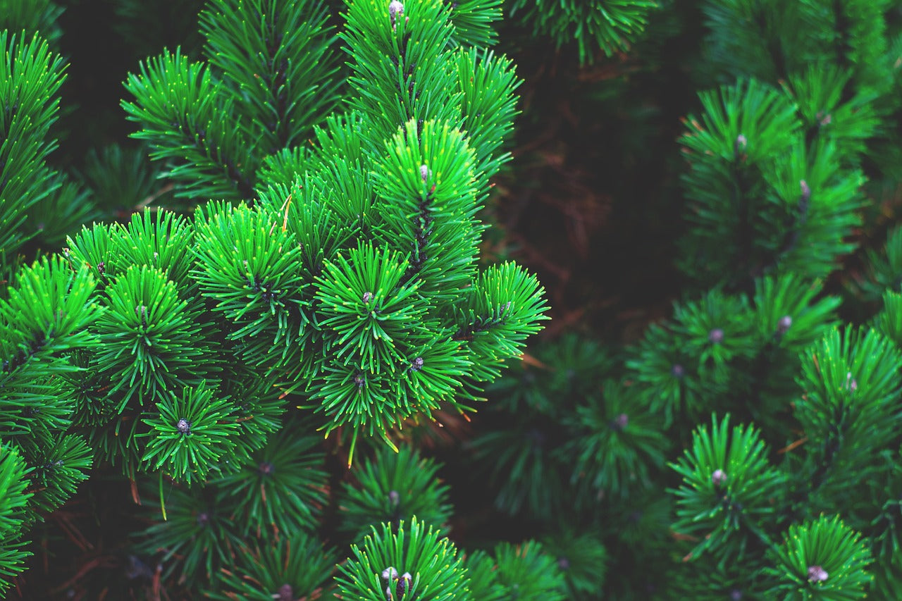 Dragons Breath Pine Needle Tea 25g – Hand-Foraged, Caffeine-Free | Made in Wales